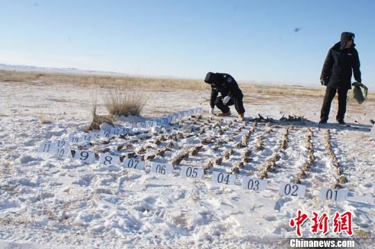 为每只一元钱利润三男子不远千里到内蒙古投毒捕鸟