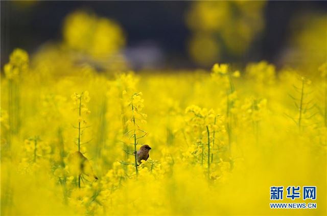 #（环境）（4）花开三月