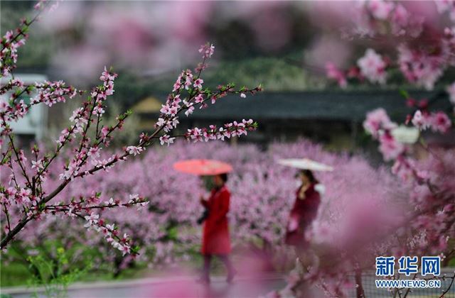 #（环境）（1）花开三月