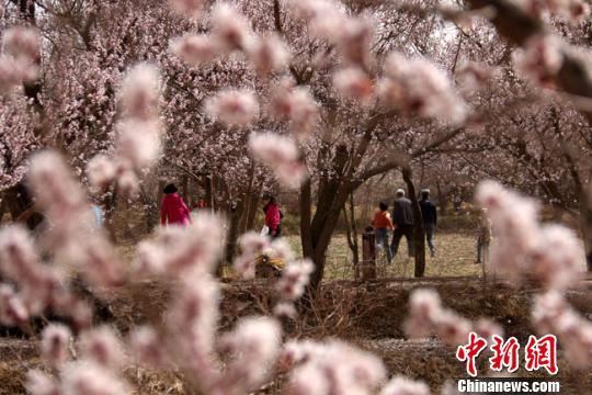 甘肃敦煌大漠将办李广杏花节“以花为媒”邀客春游