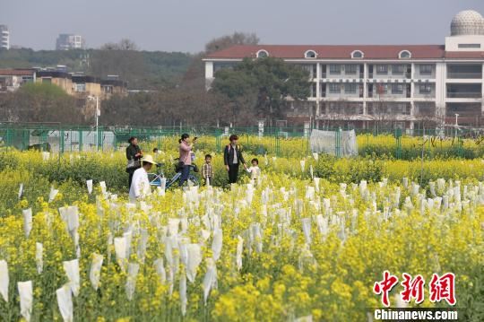 春季油菜花开，吸引游客赏花 张畅 摄