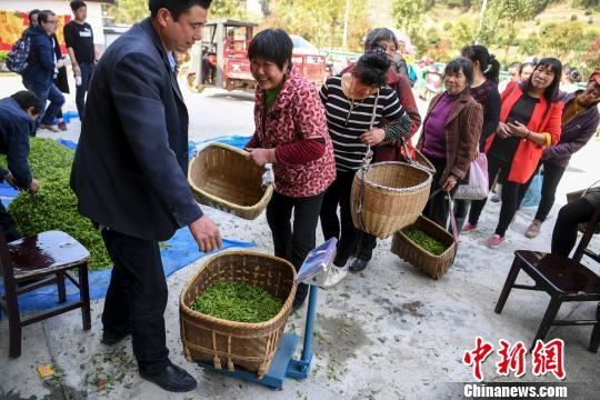 茶农将采到的春茶出售给收购站。　杨华峰 摄