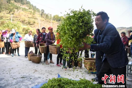 工作人员抛起茶叶检查质量。　杨华峰 摄