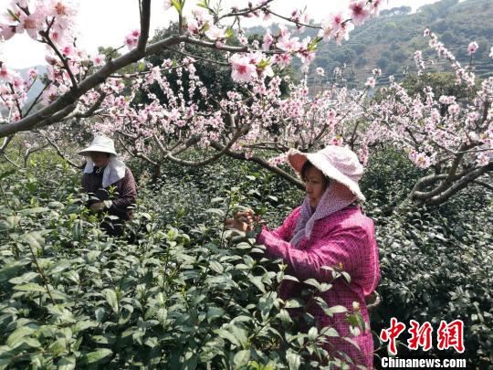 春意浓浓苏州茶农采茶忙