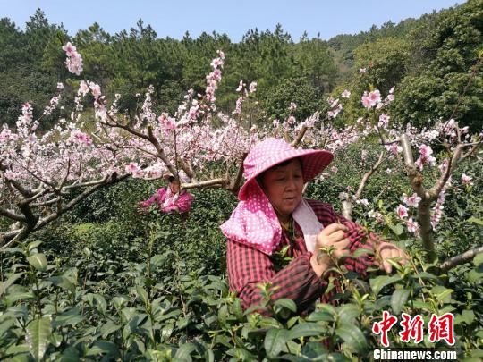 茶农在茶园内忙碌着。　钟升　摄