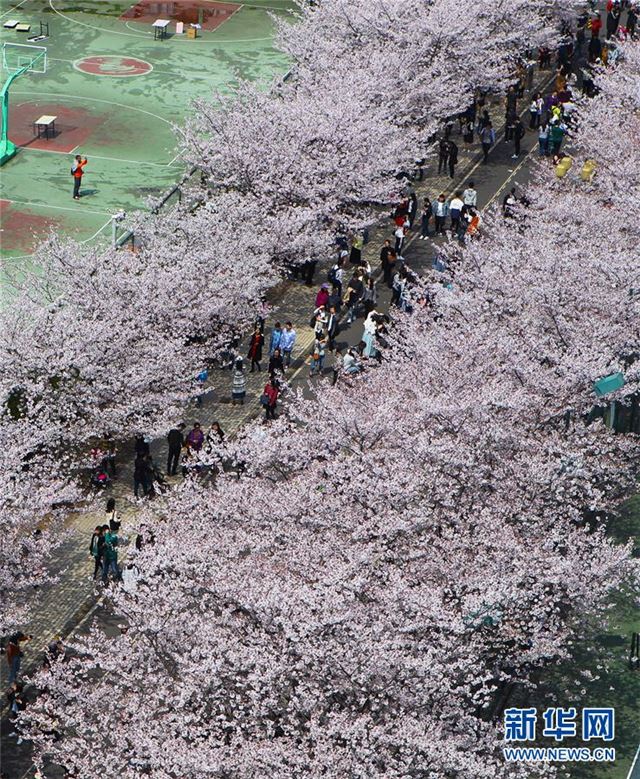 （环境）（2）上海：校园樱花盛放