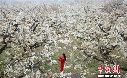 俯拍万亩梨花之海，游客在梨园深处拍照。　朱志庚　摄