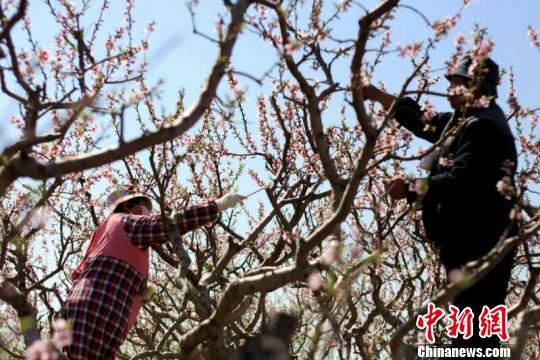 果农给桃花授粉。　崔志平 摄