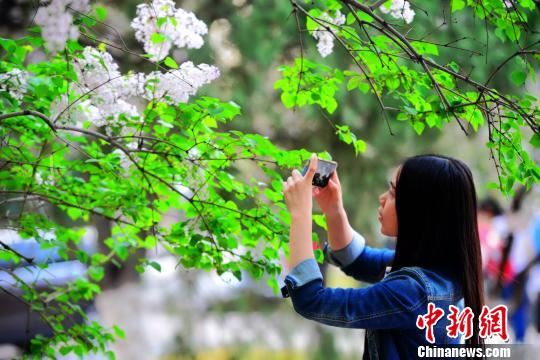 山东高校春来百花轮番争艳美如画卷