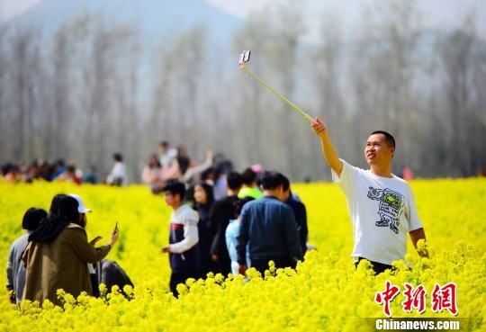 山东交通学院的“油菜花海”成为今春最热门的“网红拍照地”。摄于山东交通学院。　秋歌 摄