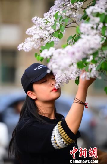 丁香花散发着淡淡香味，让来往学生忍不住踮脚轻嗅。摄于山东师范大学千佛山校区。　邱吉尔 摄