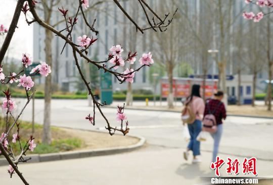 学生们按耐不住内心的冲动，走出教室，在校园桃花下散步。摄于山东师范大学长清校区。　邱吉尔 摄