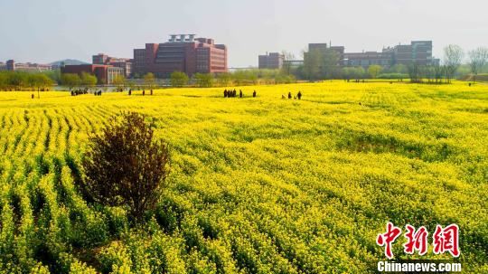 从高空俯瞰，油菜花海仿佛给校园铺上一层金色地毯。摄于山东交通学院。　宋广兴 摄