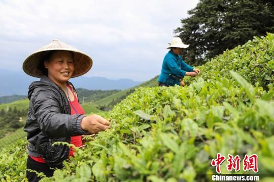 图为茶农正在采摘茶青。　瞿宏伦 摄