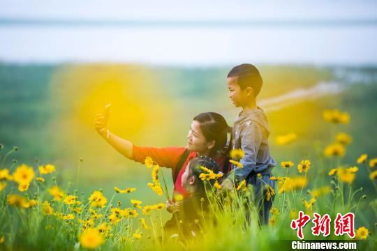 鄱阳湖畔金鸡菊盛开蜂飞蝶舞醉游人