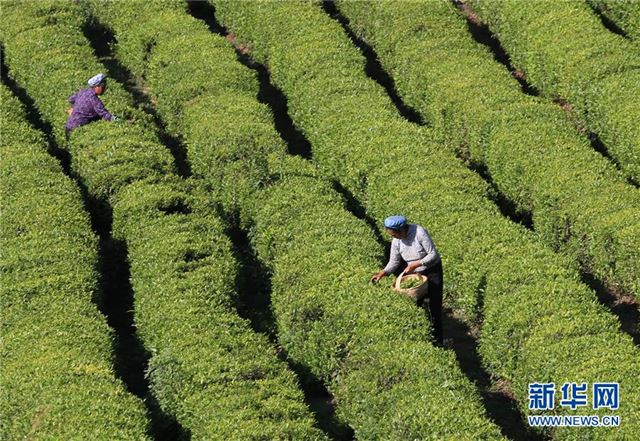 #（经济）（3）夏茶采摘忙