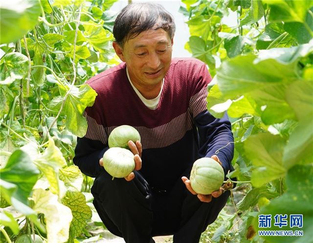 （经济）（2）陕西吴起：大棚香瓜助农增收