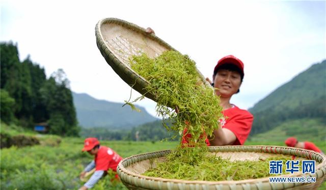 #（经济）（2）藤茶富茶农