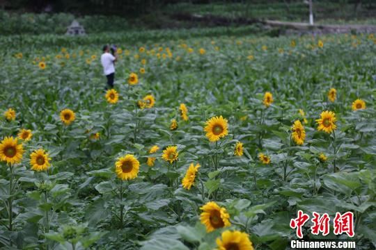 60余万株向日葵绽放。　钟欣　摄