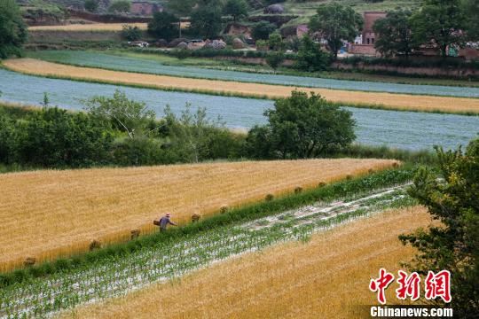 图为金色的麦浪随风“翻滚”。　张永鑫　摄