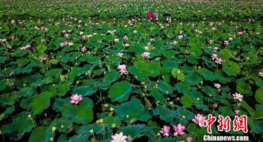 莲子种植基地　赵春亮　摄