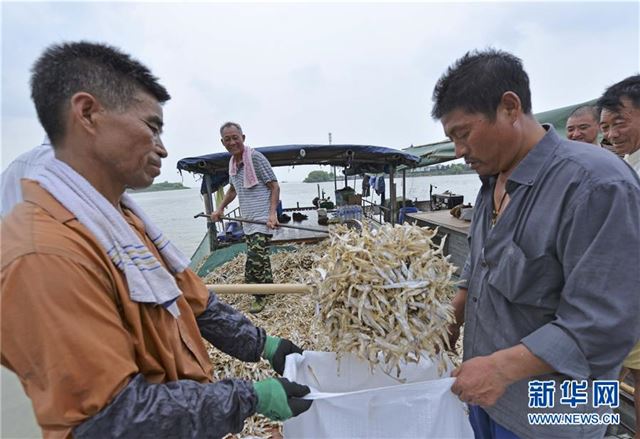 #（经济）（3）洪泽湖毛刀鱼迎来丰收季