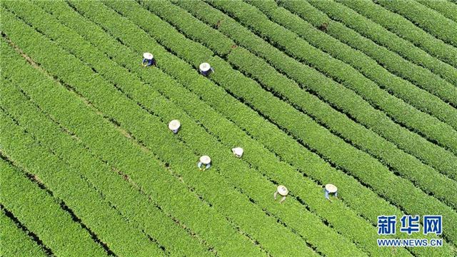 #（经济）（1）广西茶乡采秋茶