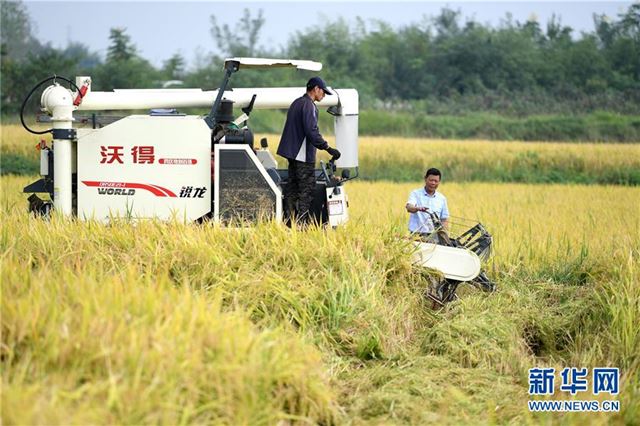 （图片故事）（2）种粮大户陈良玉：“又是一个丰收年” 