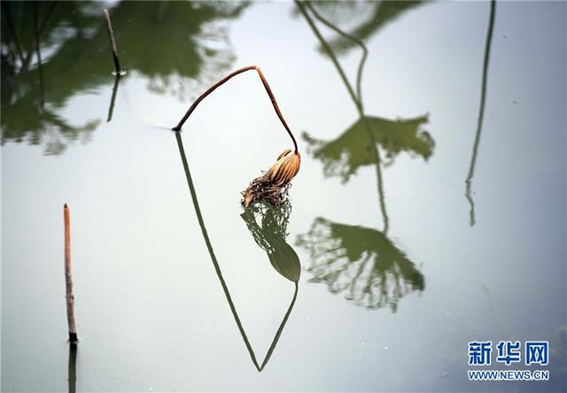 #（新华网）（2）江苏淮安：残荷之美