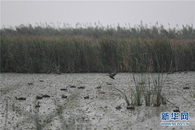 （环境）（1）杭州湾湿地的落日秋韵