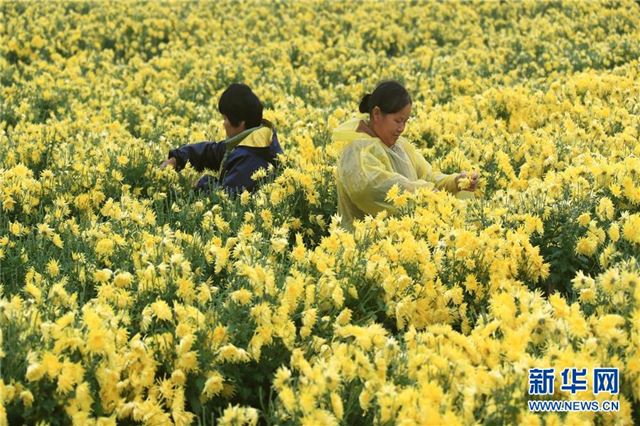 #（环境）（2）安徽：黄山连日降温 菊农抢收贡菊