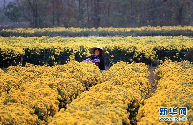 #（环境）（3）安徽：黄山连日降温 菊农抢收贡菊