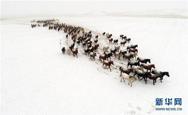 #（冬季美丽生态）（3）雪落山丹马场