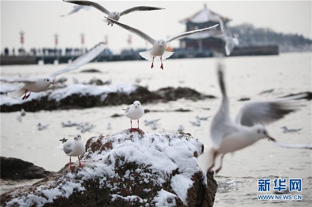 #（环境）（3）瑞雪兆丰年