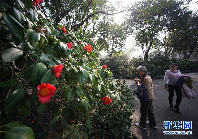 （社会）茶花绽放迎客来