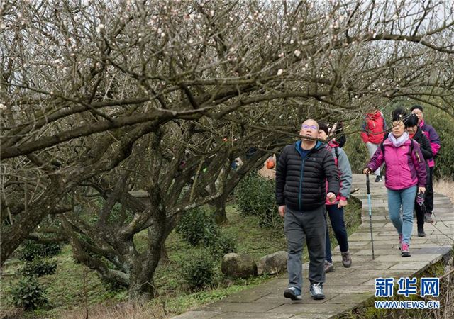 （环境）（1）香雪梅海醉游人