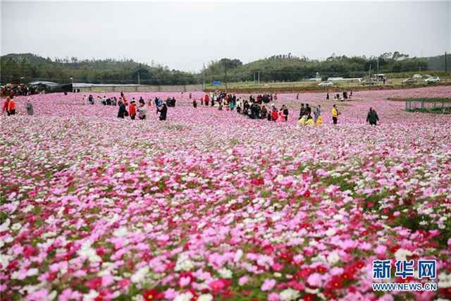 #（新华视界）（1）广西钦州：格桑花开迎客来