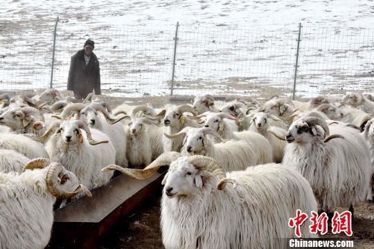 古稀牧民扎罗的心愿：日子好了更不能拖后腿