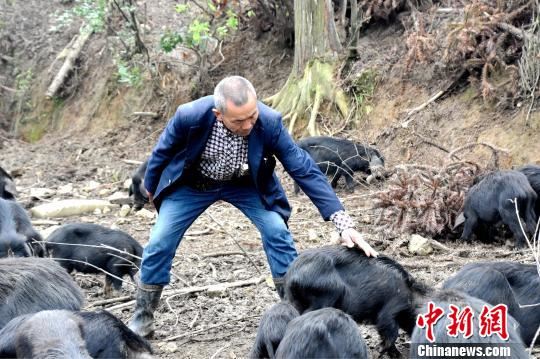 湖南“摘帽村”拒绝返贫多样种养催生漫山“致富果”