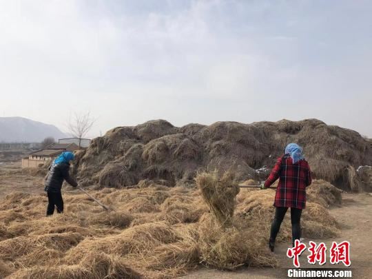 图为当地妇女在晾晒亚麻秸秆。　徐雪 摄