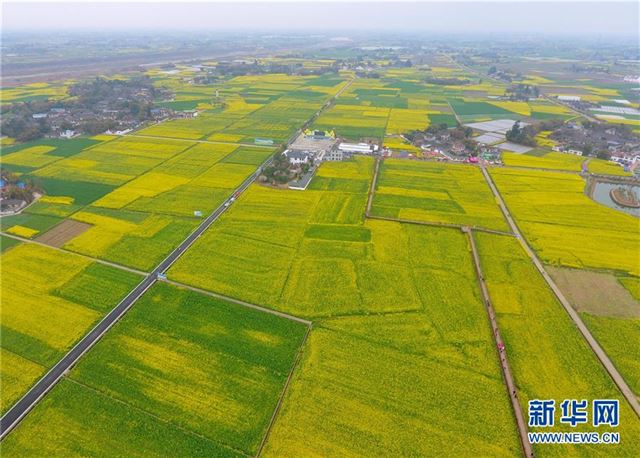 （社会）（3）四川广汉：“以花为媒”发展乡村旅游