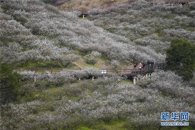 （美丽中国）（1）浙江：梅花盛开迎客来