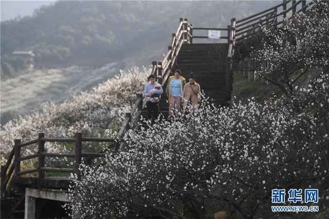 （美丽中国）（2）浙江：梅花盛开迎客来