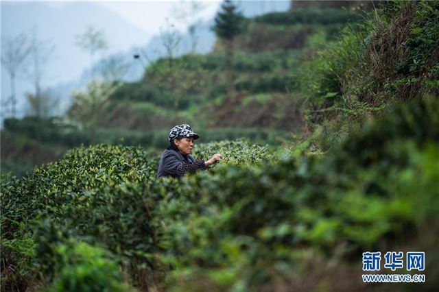 （经济）（1）贵州春茶陆续开采