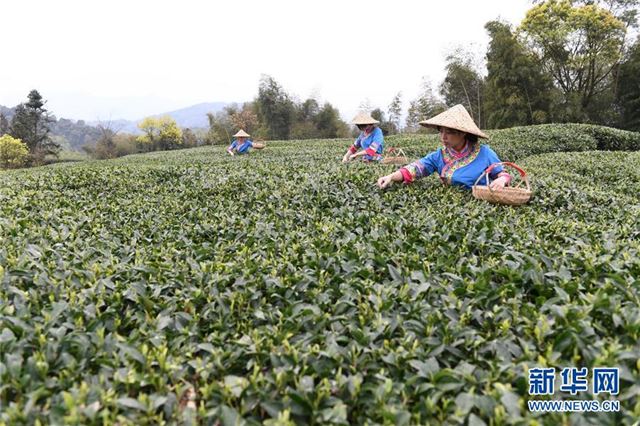 （社会）（1）福鼎茶乡迎来白茶开茶季