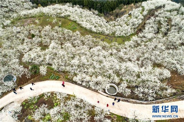 #（春节美丽生态）（2）李子花开乡村美