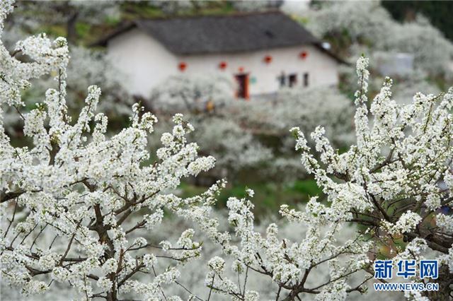 #（春季美丽生态）（3）李子花开乡村美