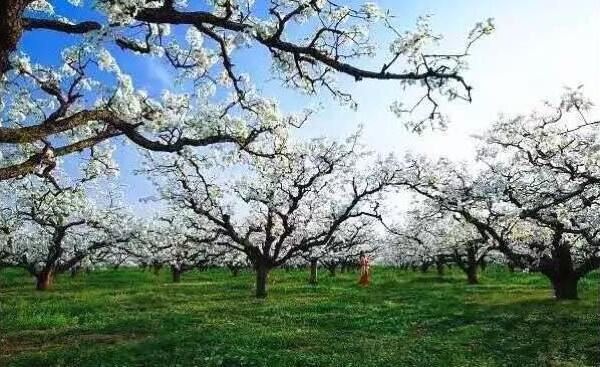 山东：又是一年梨花开菏泽高庄待君来