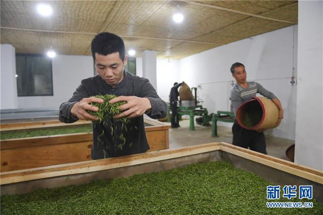 （社会）（1）福建武夷山：金骏眉开采 制茶忙