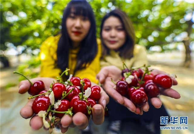 （社会）（1）河北香河：大棚樱桃“抢鲜”上市